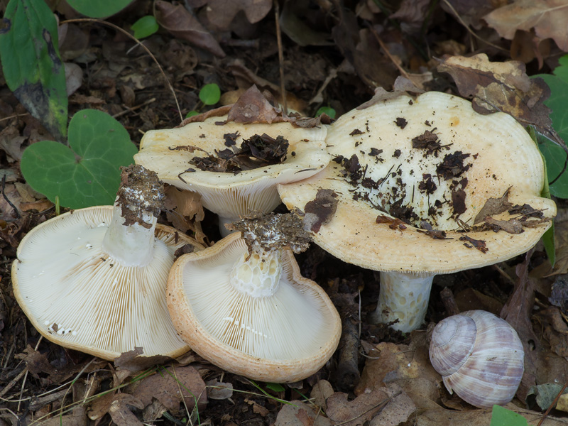 Lactarius zonarius